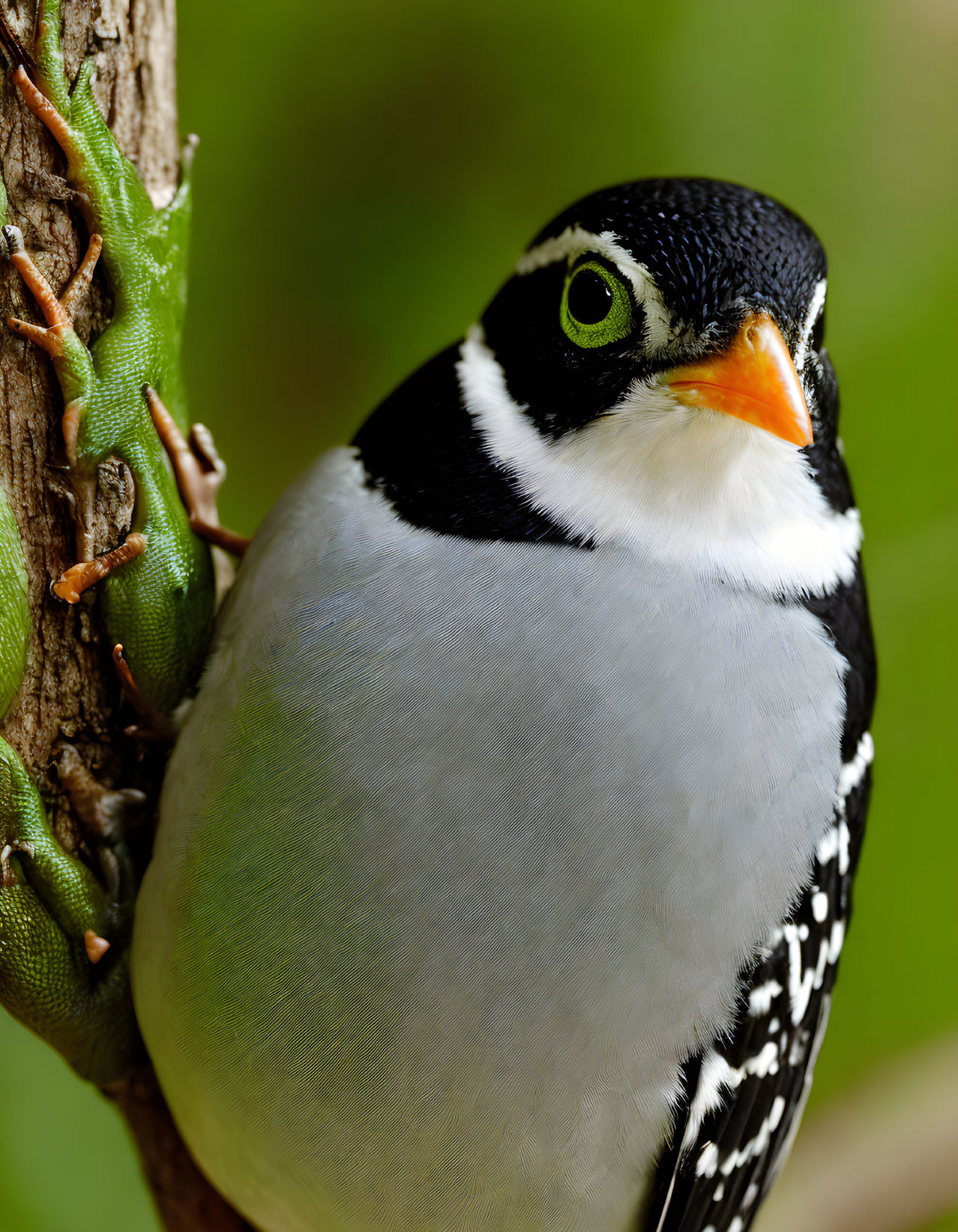 Colorful bird with black head and lizard on tree trunk in close proximity