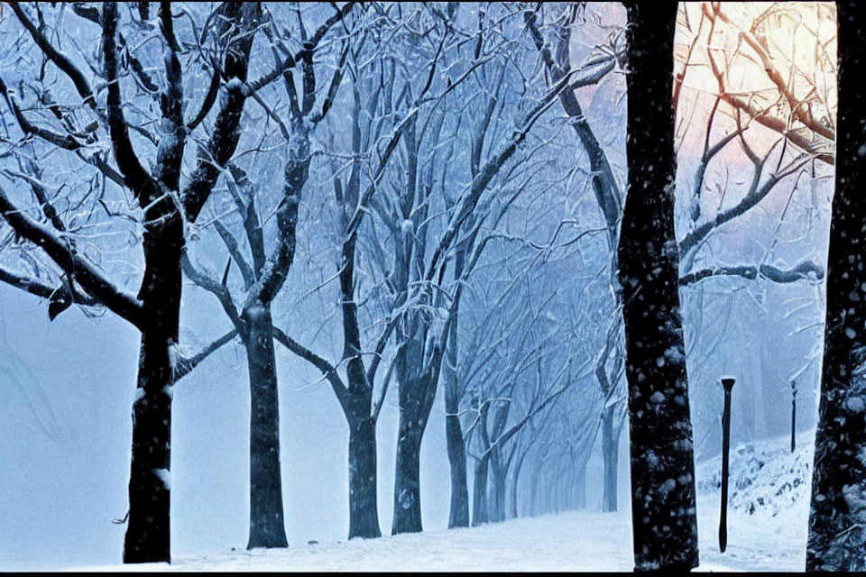 Tranquil snow-covered trees in mystic wintery landscape