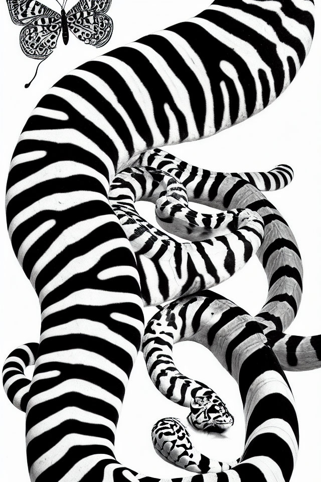 Monochromatic abstract art: twisting zebra stripes and butterflies on white.