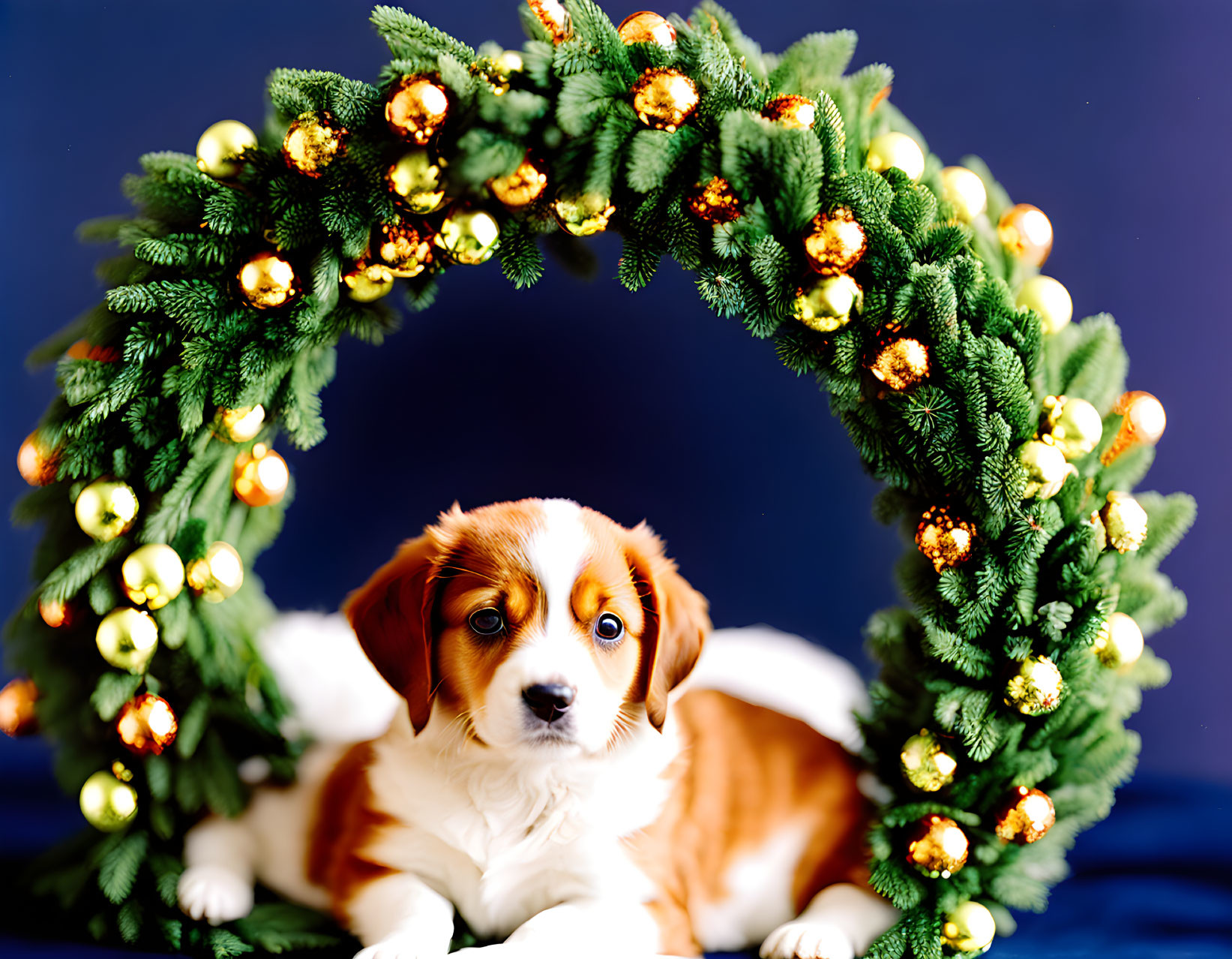 Adorable Puppy in Christmas Wreath with Golden Baubles