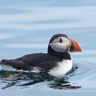 Black and White Puffin with Orange Beak on Rocky Surface