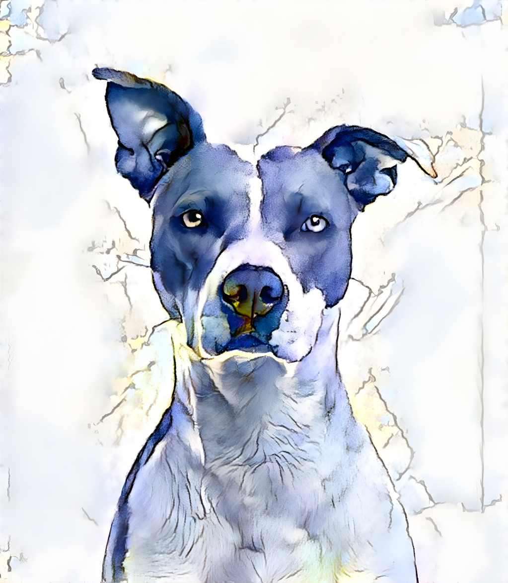 Blue Dog