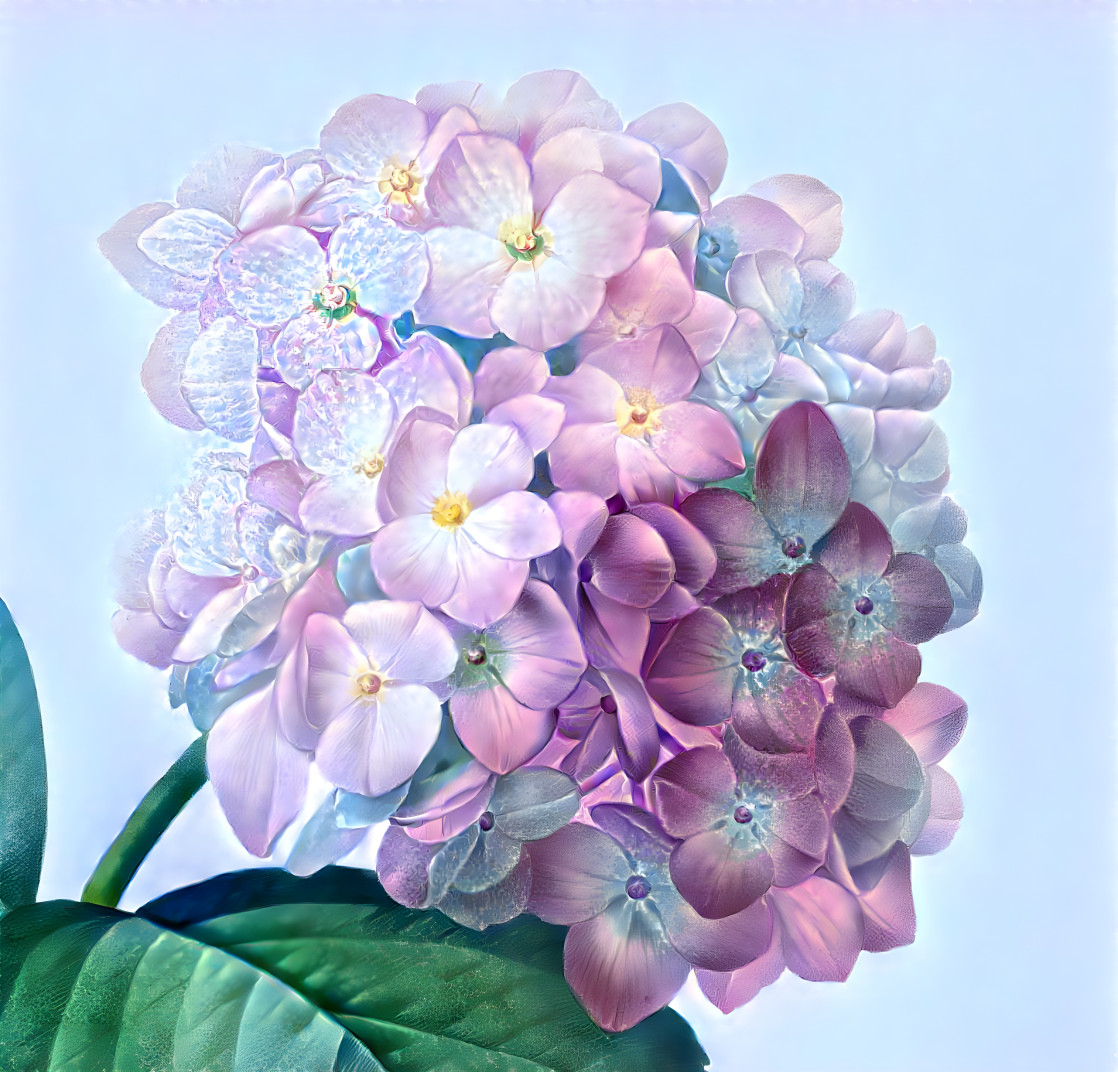 Hydrangea