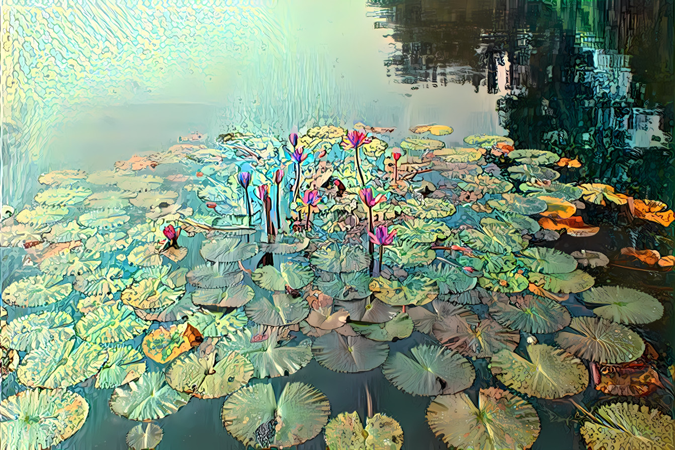 Lily Pond