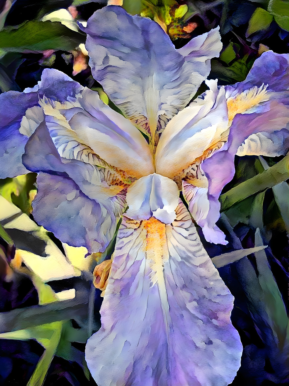 My Iris