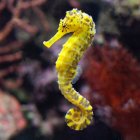 Colorful Yellow Seahorse Surrounded by Vibrant Sea Flora