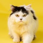 Two cats with intricate fur patterns blending on yellow background