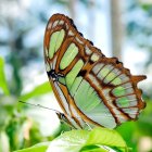 Colorful Butterfly Resting on Green Foliage with Droplets and Blurred Background