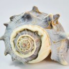 Nautilus Shell Watercolor Painting with Rich Iridescent Hues