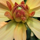 Vivid watercolor painting: Blooming flower with yellow and reddish petals.