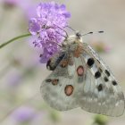 Colorful Butterfly Resting on Purple Flowers in Soft Focus