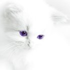 Whimsical stylized cat creature with purple eyes and intricate swirls