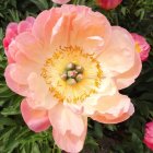 Colorful digital artwork of stylized flower with pink petals and golden center amidst lush greenery.