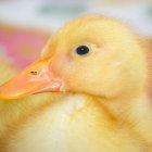 Fluffy Yellow Chick in Colorful Impressionistic Setting