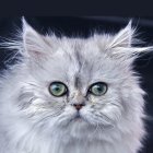 White Cat with Heterochromia in Cosmic Setting with Stars and Butterflies