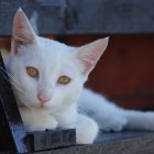 White Cat with Blue Fur Patches and Amber Eyes Resting on Autumn Branch