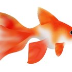 Vibrant goldfish with elongated fins in shades of orange on pale backdrop