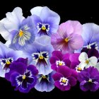 Illustrated Purple and Blue Flowers on Dark Background