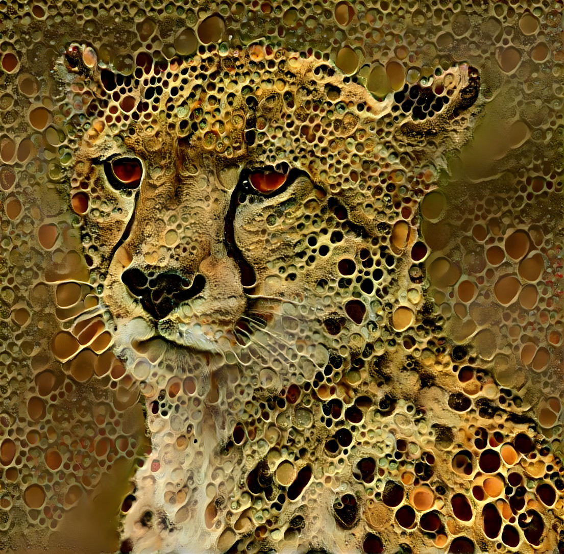 Cheetah