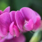 Vibrant Pink Flowers with Butterfly in Twilight Landscape