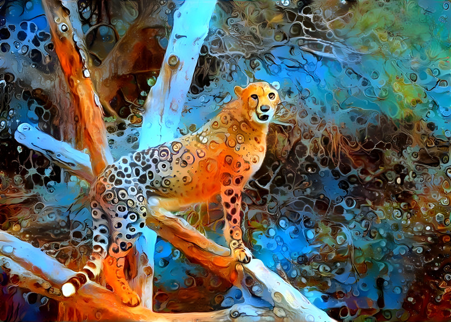 Cheetah