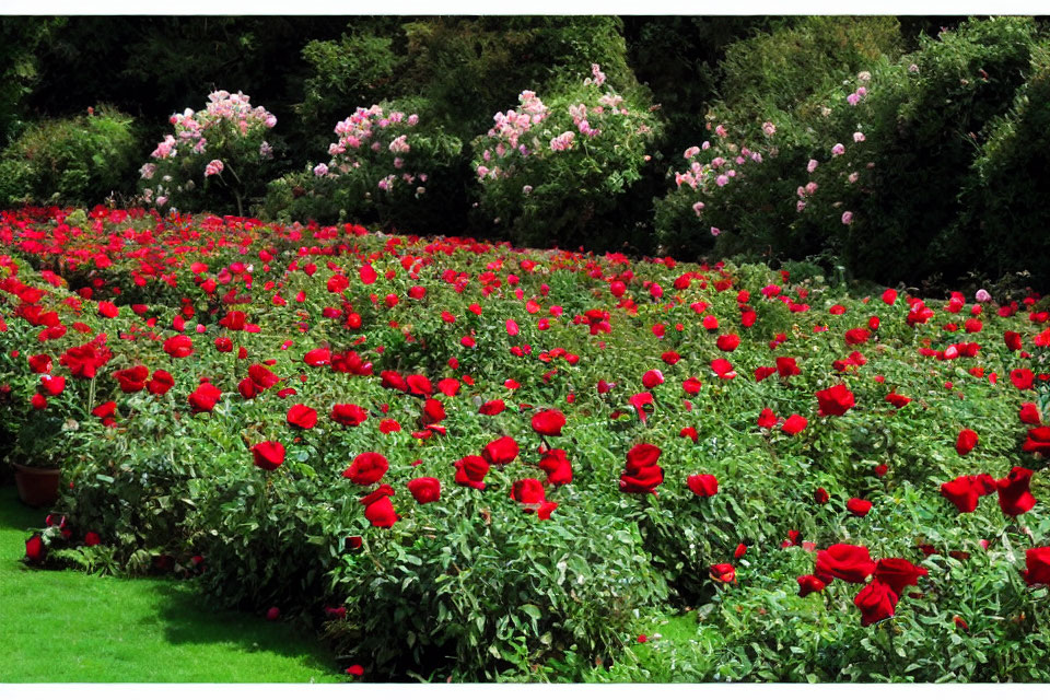 Blooming red roses and pink flowers in lush garden setting