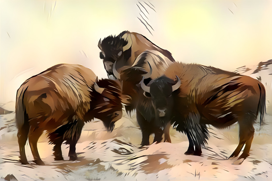 Bison Roam