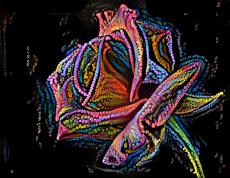 Rose 8