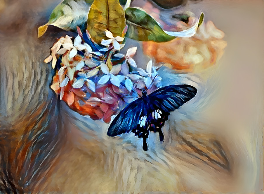 butterfly 6