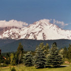 Tranquil meadow with evergreen trees and mountains under blue sky