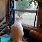 Two Striped Cats on Windowsill, One Sitting, One Standing