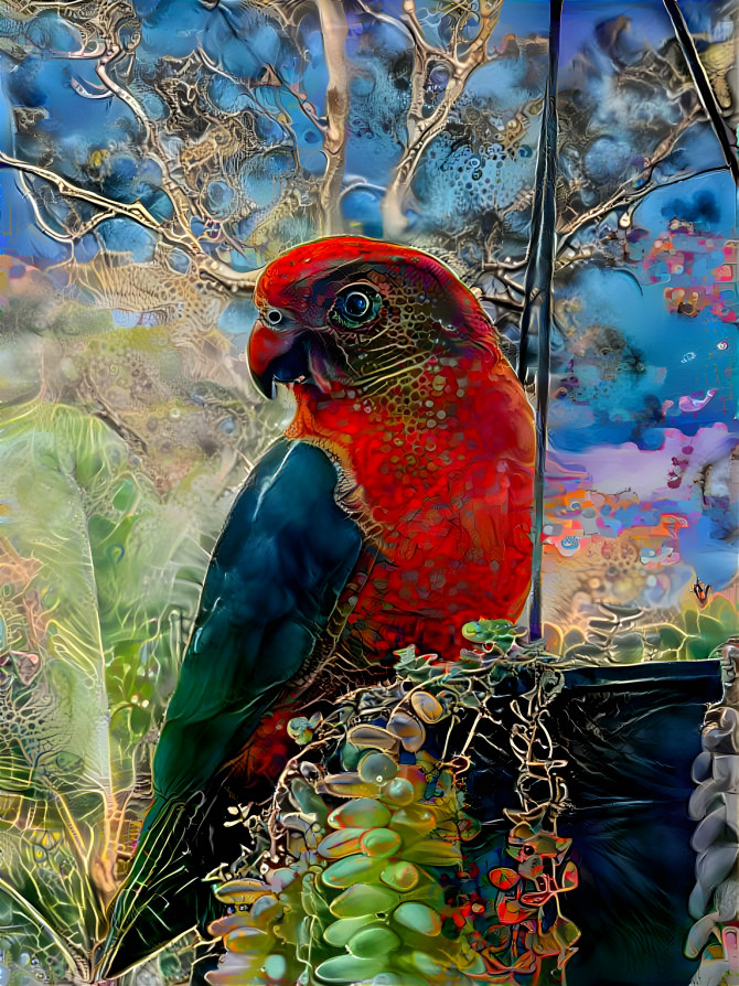 King parrot glorified