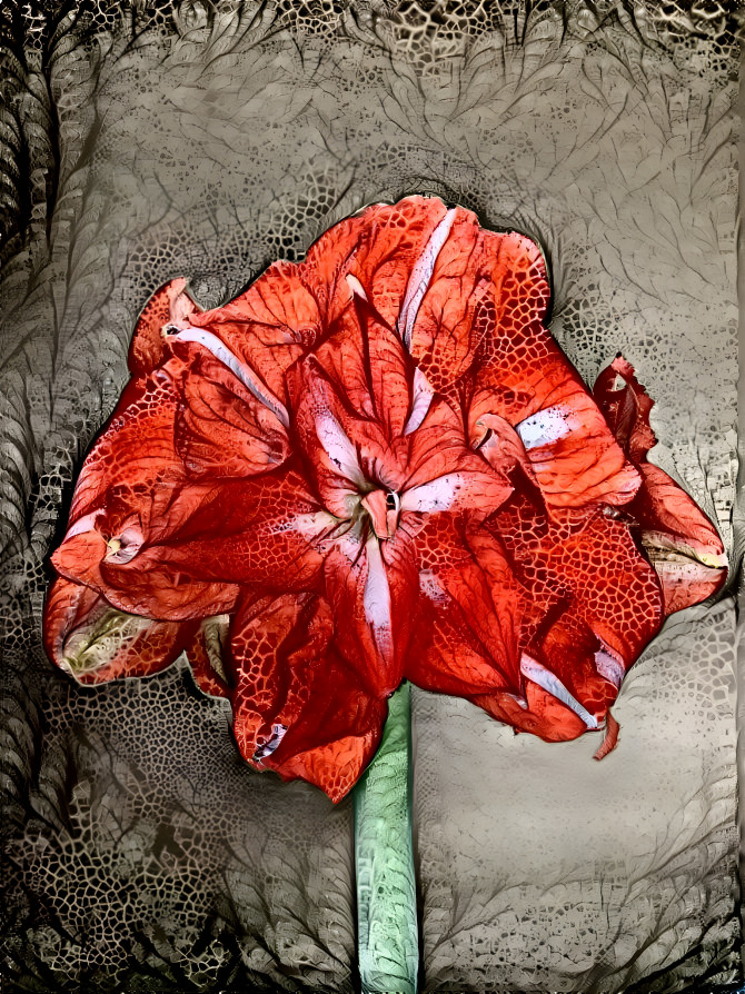 Red & White Amaryllis