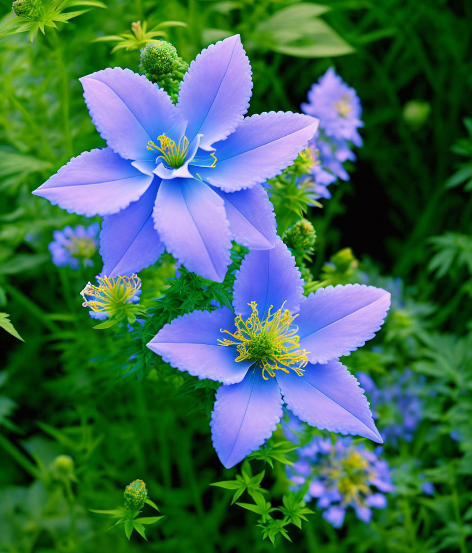 Bright Blue Flowers with Yellow Stamens and Green Leaves