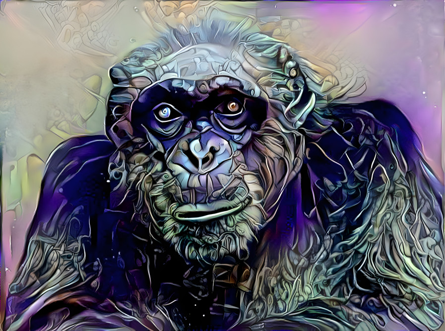 Chimpanzee Portrait