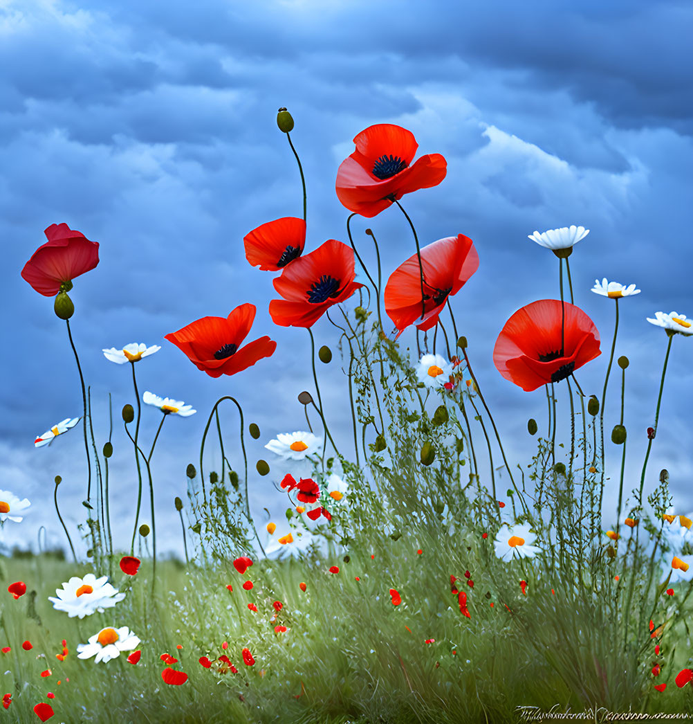 Colorful red poppies and white daisies in a lush field under dramatic cloudy sky