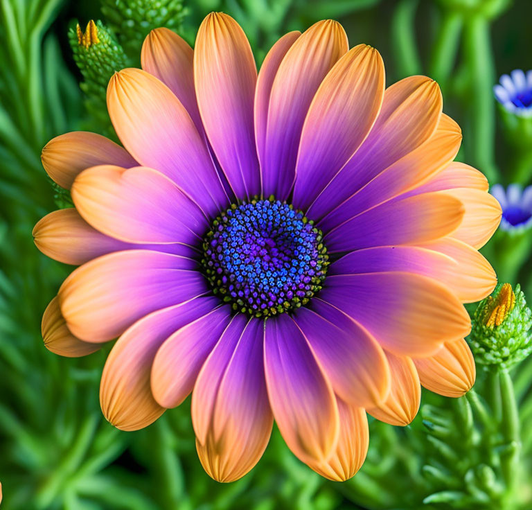 Vibrant purple and orange daisy with blue center in green foliage