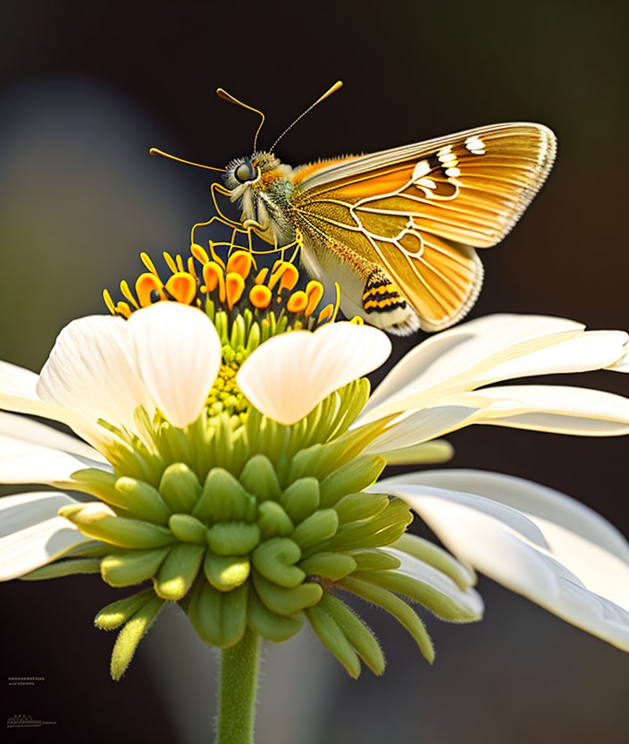 Colorful Butterfly Resting on White and Yellow Flower