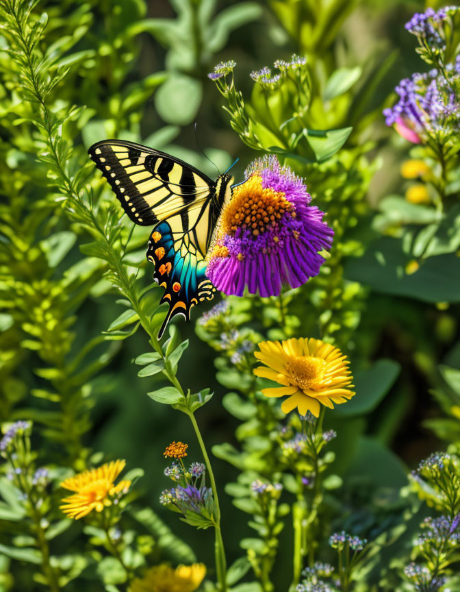 Colorful butterfly on purple coneflower with yellow blooms and green foliage