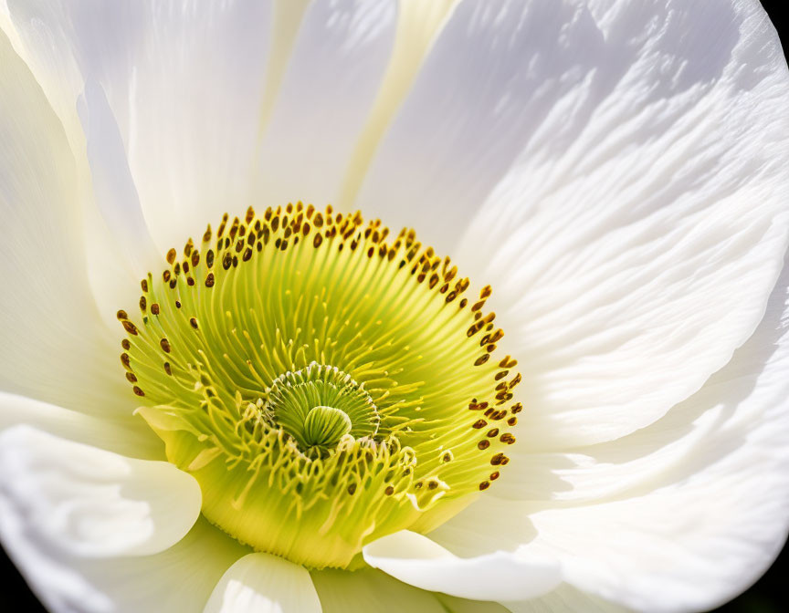 White flower with yellow-green center and stamens on blurred background