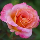 Vibrant pink rose with yellow center on blurred green backdrop