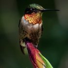 Colorful Bird with Intricate Patterns and Rainbow Tail