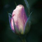 Lotus Flower in Neon Pink and Green Against Mechanical Background