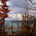 Autumn forest scene with vibrant orange leaves and scattered trees