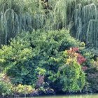 Tranquil Tuscan landscape with rolling hills and cypress trees