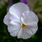 Delicate white pansy with purple streaks in soft-focus floral background