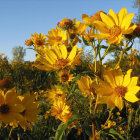 Vibrant yellow flowers under clear blue sky at sunset