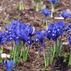 Blue and Purple Flowers with Golden Orbs and Mist in Sunlit Meadow