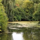 Fantasy landscape with green forest, spiraling trees, and tranquil pond