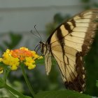 Colorful Butterfly Resting on Yellow Flower in Lush Greenery